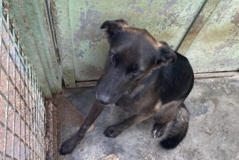 Глафира (1272з-18)