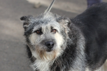 Буча (1329з-18)