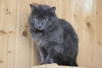 Ватсон (1625з-25к)