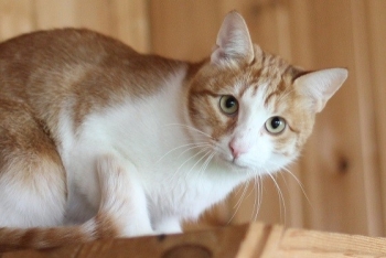 Квас (1556з-25к)