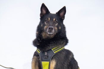 Наполеон (1256з-18)