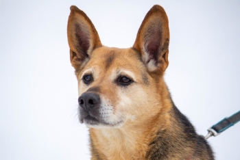 Жозефина (1217з-18)