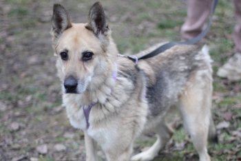 Харли (1760з-21)