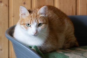 Герда (1491з-25к)