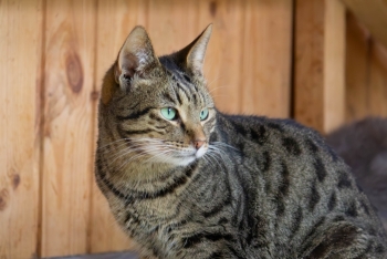 Бабник (473з-20к)