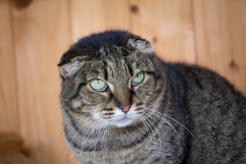 Тэффи (421з-20к)