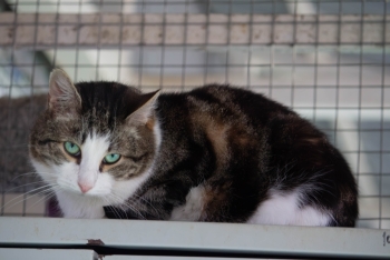 Маркиз (826з-22к)