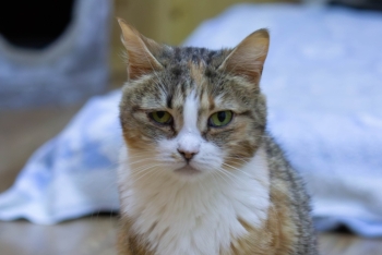 Психея (900з-22к)