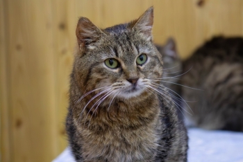 Опель (1019з-23к)