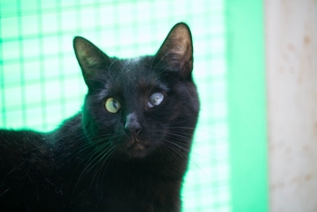 Ведуня (701з-21к)