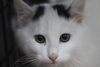 Игорёк (1595з-25к)