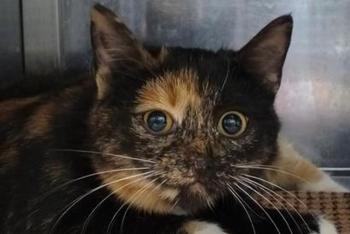 Ирацибета (1638з-26к)