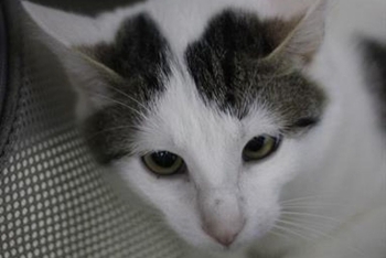 Жан-Клод (1586з-25к)