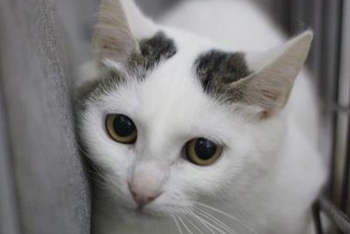 Жози (1584з-25к)