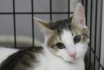 Жульен (1585з-25к)