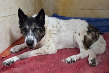 Касиус (2027з-24)