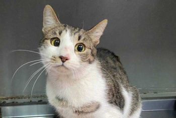 Кассиопея (1603-26к)