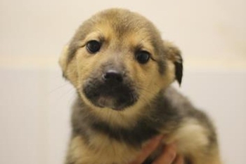 Кимчи (2247з-26с)