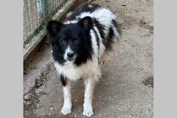 Клякса (919з-17)