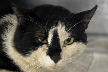 Куро (1671з-26к)