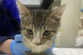 Лапочка (1608-26к)