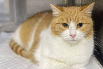 Лайм (1617з-25к)