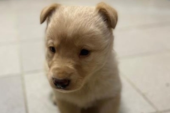 Локи (2233з-26с)