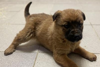 Лола (2231з-26с)