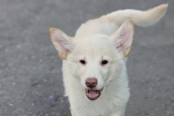 Луиджи (2253з-26с)