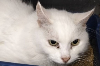 Луна (1613з-25к)