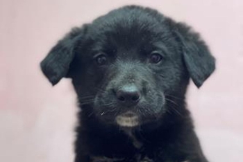 Люпин (2261з-26с)