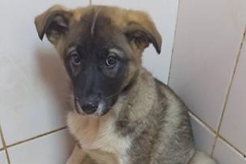 Мадонна (2220з-25с)