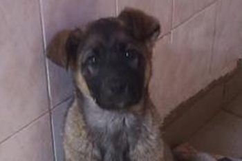 Магнус (2225з-25с)