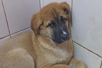 Маугли (2219з-25с)