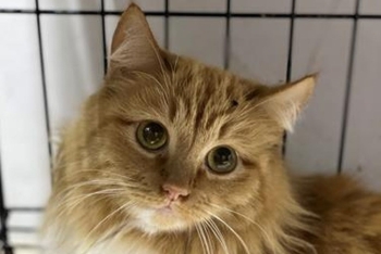 Мечта (1643з-26к)