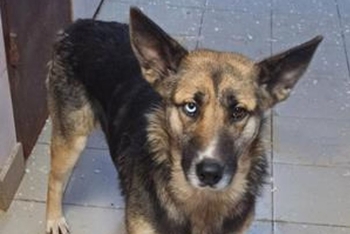 Мимоза (2226з-25с)