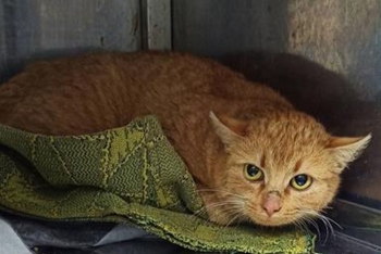 Мошенник (1628з-25к)