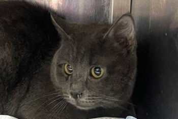 Мрэо (1650з-26к)