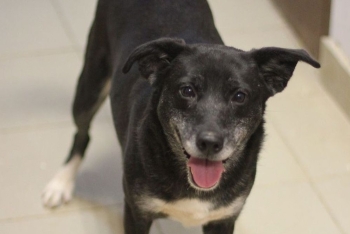 Муму (2167з-25)