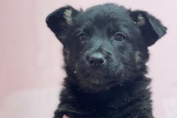 Мята (2267з-26с)