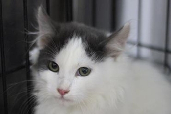 Натан (1596з-25к)