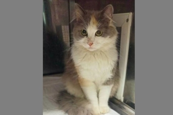 Нежность (1666з-26к)