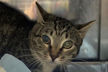 Некруха (1651з-26к)