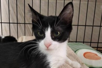 Несси (1504з-25к)