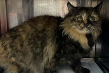 Норка (1642з-26к)