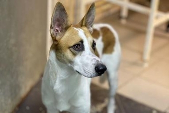 Оджи (2194з-25)