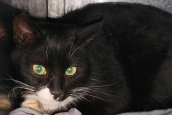 Опер (1648з-26к)