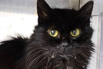 Паулина (1597з-25к)