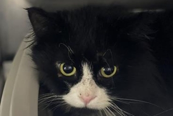 Пэдро (1673з-26к)