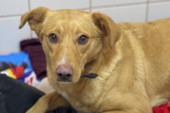 Пэппи (2223з-25с)